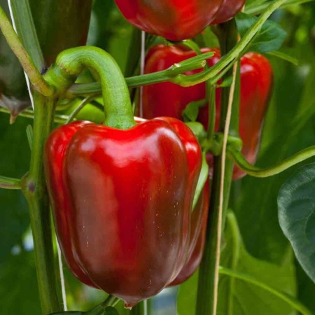 PROROST Перец сладкий Подарок Молдовы 0,2г