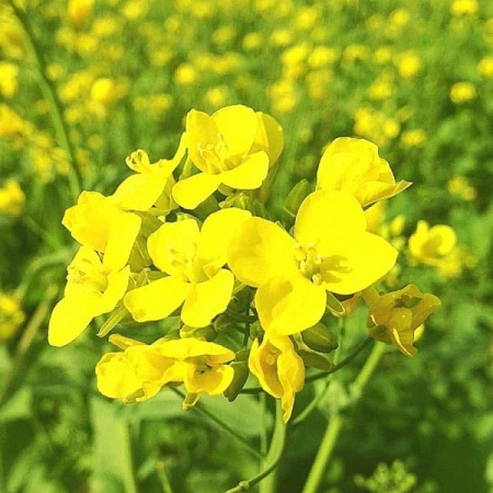 Сембат XXXL Сидерат Горчица белая 30г