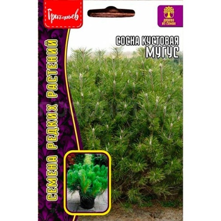 Редкие растения Сосна кустовая Муугус 10 шт