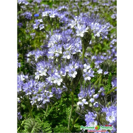 НК Фацелия 30гр