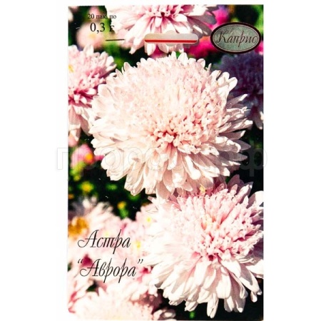 Каприс Астра Аврора Принцесса Светло-розовая 20*0,3