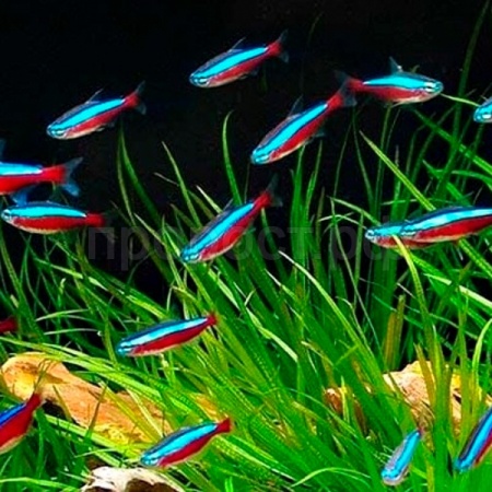 Рыба Неон ассорти