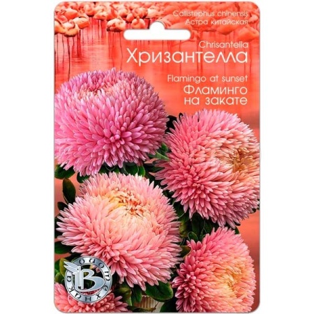 Биотехника Астра Хризантелла Фламинго на закате 30шт