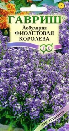 Гавриш Лобулярия Фиолетовая королева 0,05г