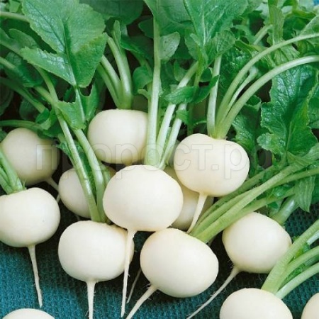 Дайкон Саша 10 г