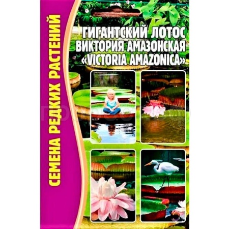 Редкие растения Лотос Гигантский Виктория Амазонская 2 шт