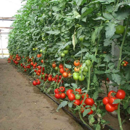 PROROST Томат Дар Заволжья 0,2г