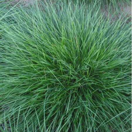 З.У. Полевица побегоносная 0,2 кг. (20шт/уп) 