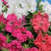 Поиск Петуния бахромчатая Афродита Смесь окрасок 10шт 