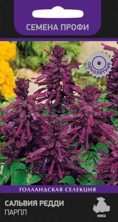 Поиск Сальвия Редди Парпл 10шт 