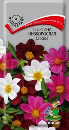 Георгина Хоровод 10шт 